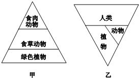 生態金字塔的對比 自然生態系統與城市生態系統的能量流動差異