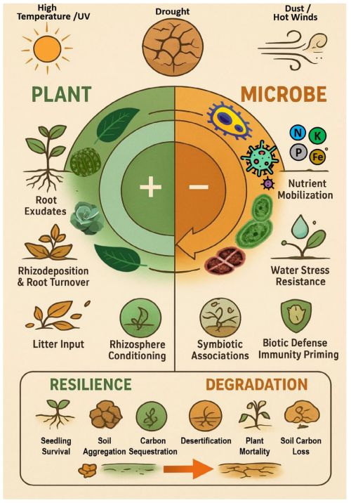 荒漠生態系統的韌性密碼 植物與微生物協同應對氣候變化機制揭示